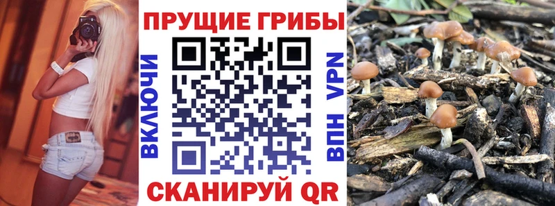 Псилоцибиновые грибы GOLDEN TEACHER  закладка  Гулькевичи 